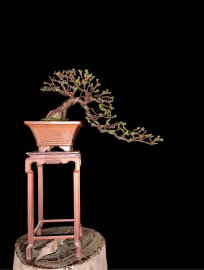 Trang đỏ bé ngõ lời yêu