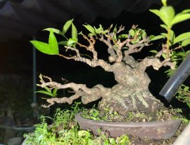 Một trung, một lớn
