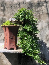 Tp Trắc dây đỗ treo nghệ thuật gl