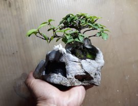 Mai Bông Kép zin, 1 bông nhưng thơm ngát...