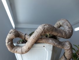 Hoa Giấy ghép Tím Huế...