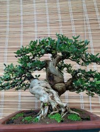 Linh sam sh lùn lực sĩ , đường thân quái , fom tàn mịn 