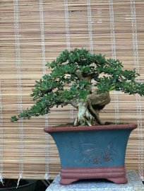 Linh sam sh lùn lực sĩ , đường thân quái , fom tàn mịn 