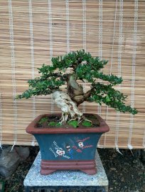 Linh sam sh lùn lực sĩ , đường thân quái , fom tàn mịn 