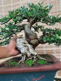 Linh sam sh lùn lực sĩ , đường thân quái , fom tàn mịn 