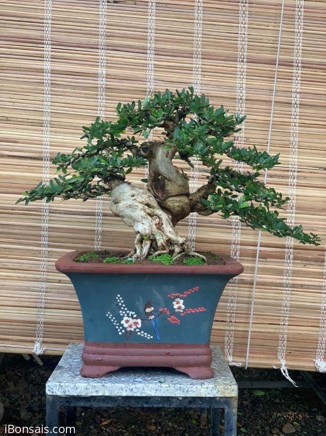 Linh sam sh lùn lực sĩ , đường thân quái , fom tàn mịn