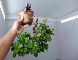 Em Giấy Mỹ zin đang bông...