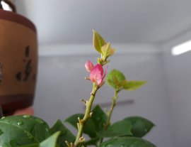 Em Giấy Mỹ zin đang bông...