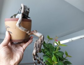 Em Giấy Mỹ zin đang bông...