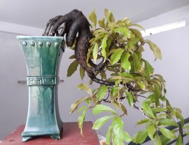 Lộc Vừng dáng đổ đang 2 nụ hoa...