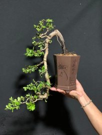 Hải châu sông cầu