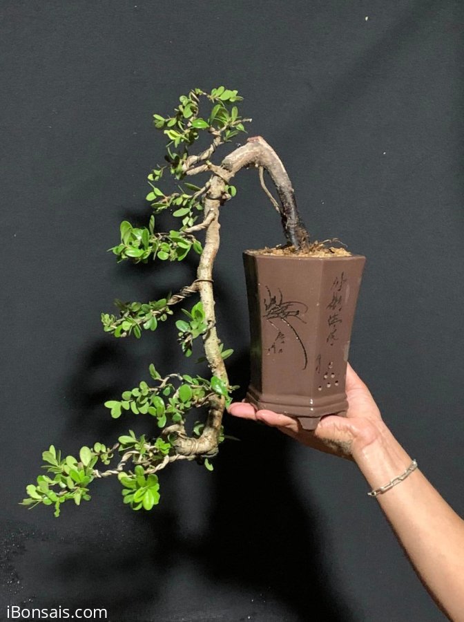 Hải châu sông cầu