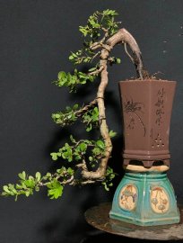 Hải châu sông cầu