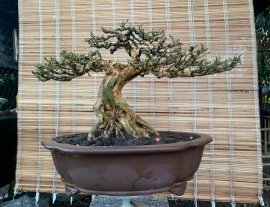 Linh sam sông hinh rin ,tay cành chuẩn già mịn tàn , bệ đế đều