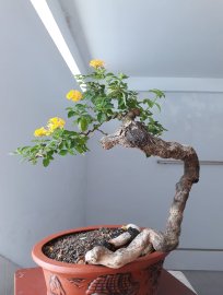 Ngũ Sắc ghép màu Vàng...