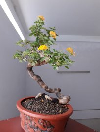 Ngũ Sắc ghép màu Vàng...