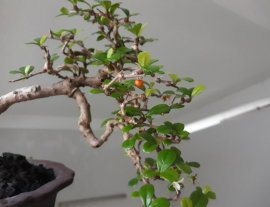 Em Trà Phúc Kiến dáng bay mini...