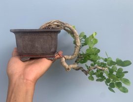 Trắc dây