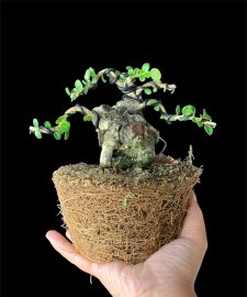 Củ sam núi trái khai thác vài xị cho ae nuôi