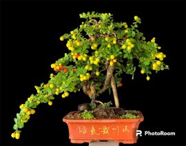 Hải châu full trái