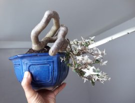 Mai chiếu thủy lá Cẩm Thạch...