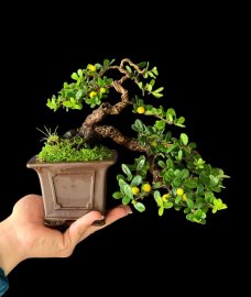 Lát đát vài trái nhưng bù lại được cái duyên