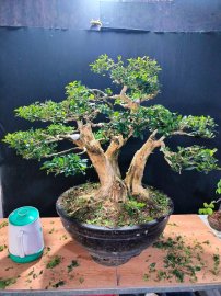 Nguyệt quế hoa chùm rất đẹp