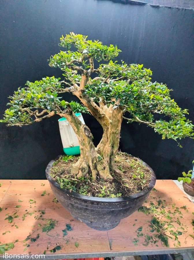 Nguyệt quế hoa chùm rất đẹp