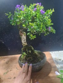 Linh sam cẩm thạch để bàn