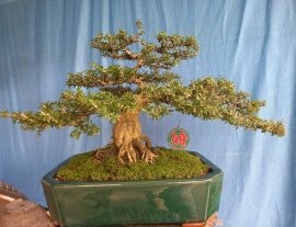 Linh sam 86 già Rin cốt cành to giao lưu ace