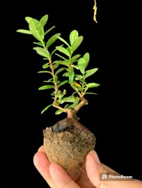 Siêu củ hải châu sông cầu siêu mini