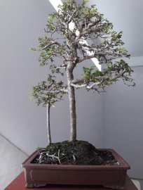 Du Tàu dáng Mẫu Tử...