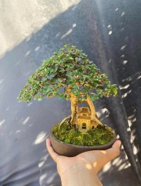 Đồ chơi cầm tay ( sam hương ) 