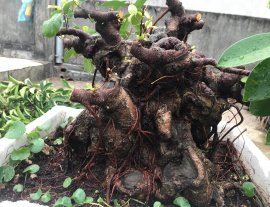 Chia sẻ giao lưu cùng cả nhà một cốt si búp Hồng đẹp