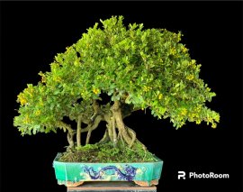 Tác phẩm hải châu full hoa trái cuối mùa