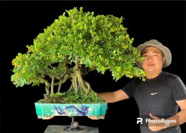 Tác phẩm hải châu full hoa trái cuối mùa