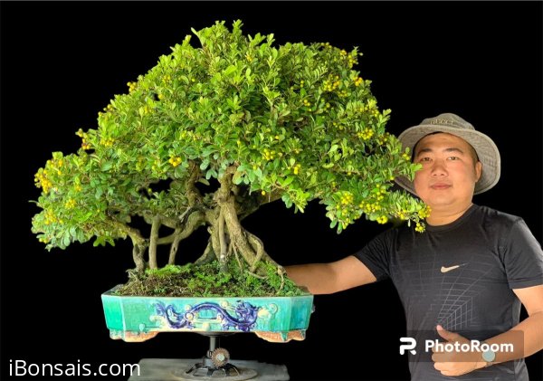 Tác phẩm hải châu full hoa trái cuối mùa