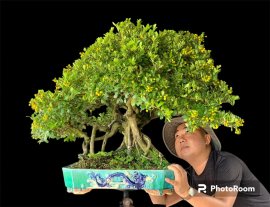 Tác phẩm hải châu full hoa trái cuối mùa