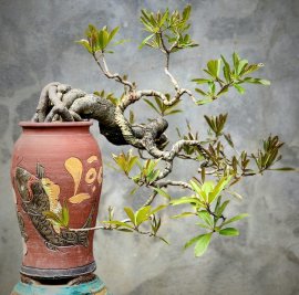 Lộc vừng già mini để bàn đẹp gốc đẹp tay cành thuộc mịn siêng hoa