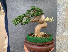 Sam hương