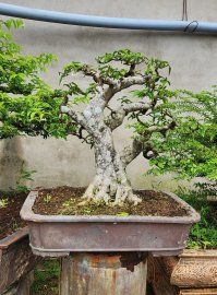 Mai lá lớn