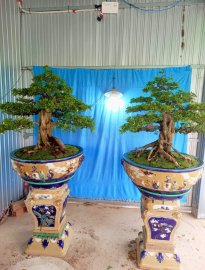 Cặp nguyệt quế