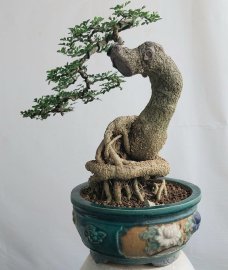 Cần thăng gl0905700556