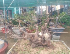 Mai vàng khủng, hoành 125cm