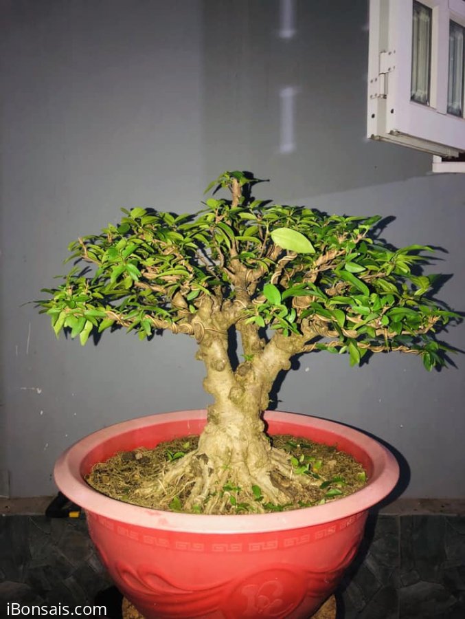 Mct lá lớn cây đế đẹp gl ae