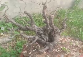 Khế rừng