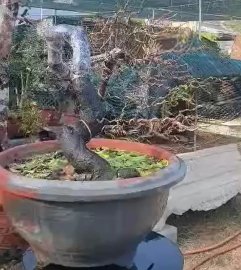 Thị lọ nồi