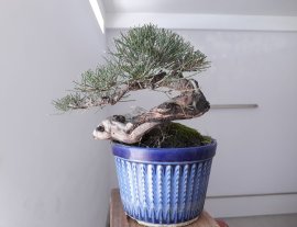 Em Dương với đường thân lắc khéo.