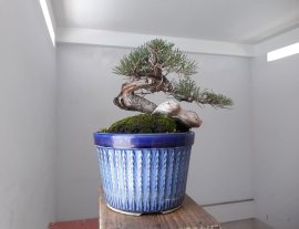 Em Dương với đường thân lắc khéo.