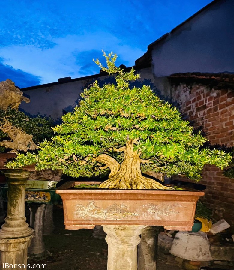 Linh sam sông hinh zin